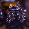 Araignée Araignée