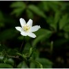 Fleur Fleur