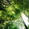 Forêt Forêt