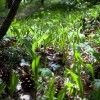 Sous-bois Sous-bois