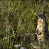 Et la Marmotte ? Et la Marmotte ?