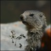 Petite Marmotte Petite Marmotte