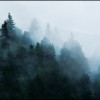 Forêt Forêt